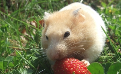 Ein niedlicher Hamster beim Fressen