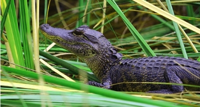 Junges Krokodil