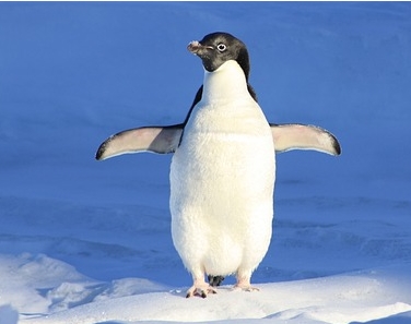 Wo leben Piguine? Der Lebensraum der einzelnen Pinguin-Arten in Australien,  Neuseeland, Afrika, Südamerika inklusive Galapagos und der Antarktis.