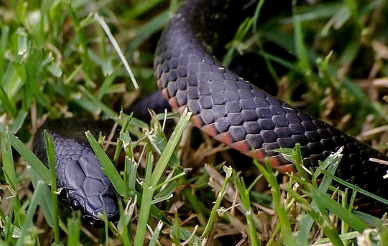 Schlangen in Australien - Übersicht über Giftschlangen und einige