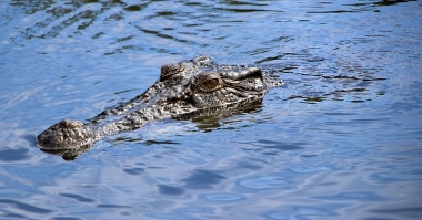 Salzwasser krokodil