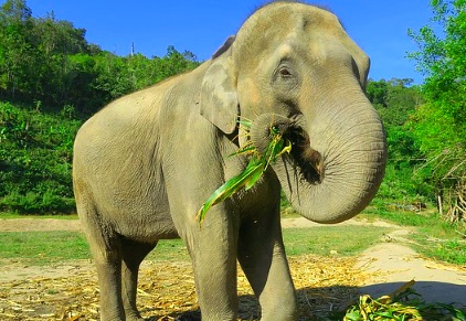 Asiatische Elefant in Thailand