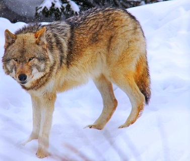Wolf im Schnee in Schweden