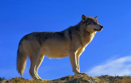 In Spanien leben wieder viele Wölfe